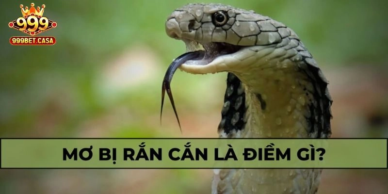 Mơ thấy rắn cắn - Điềm cát hay hung?